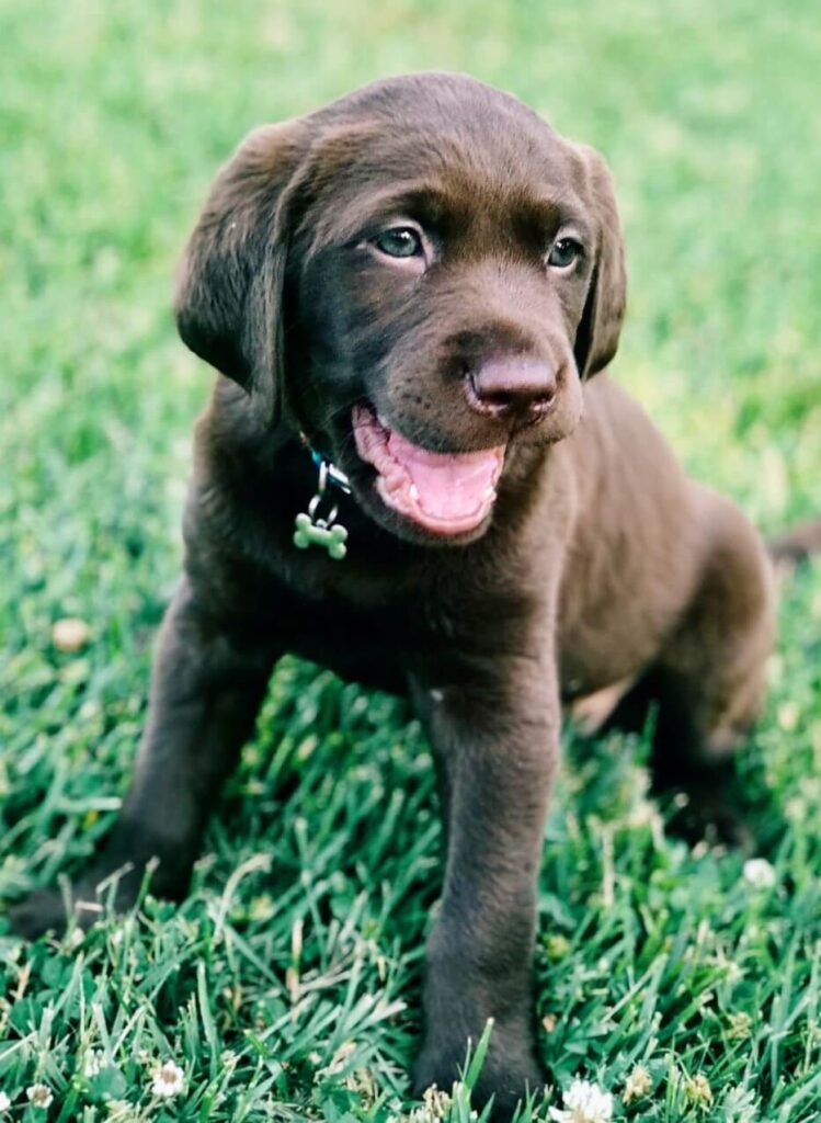Chocolate Lab puppy sitting in the grass.