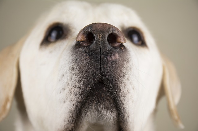 Light yellow Labrador Retriever close-up photo of their nose and face.