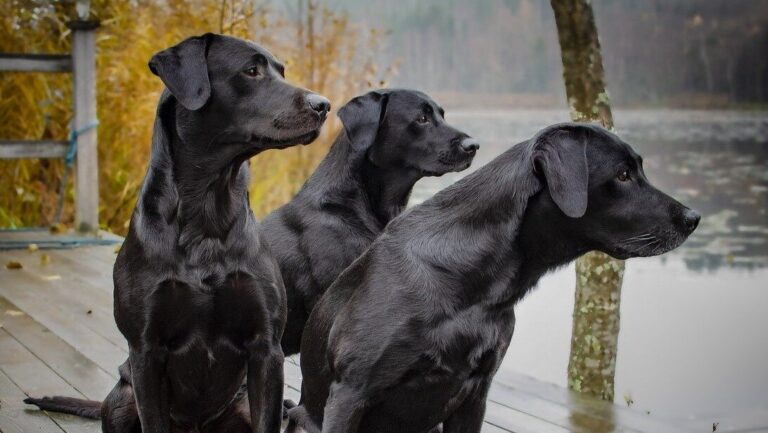 Facts About Labrador Retrievers – A Breed Overview