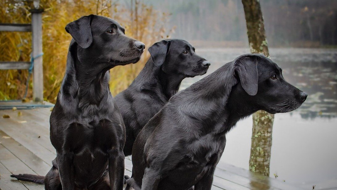 Three black Labrador Retrievers on a dock looking at the water.