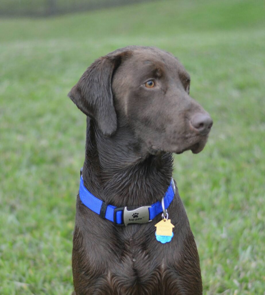 Photo of chocolate Labrador who survived heartworm in dogs.