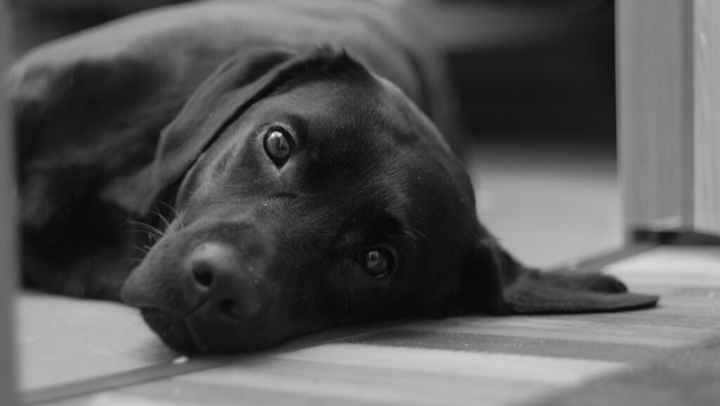 Black Lab in a black and white photo lying on the floor.
