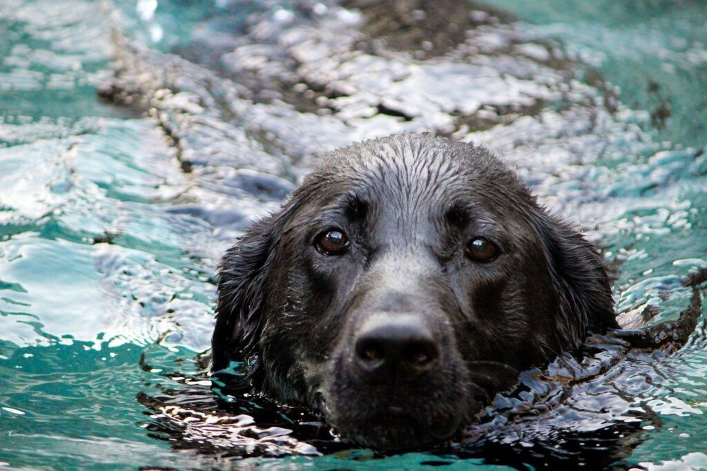 Black Labrador retriever swimming in the water.