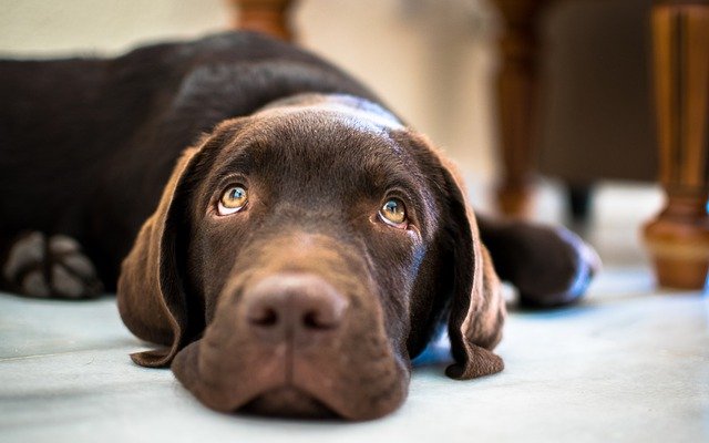Chocolate Labrador puppy lying down on the floor looking upwards.
