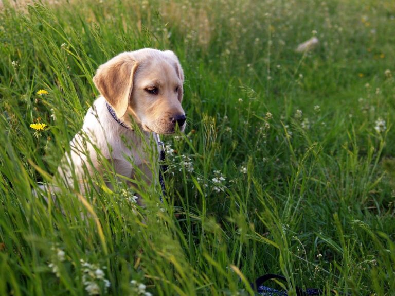Labrador Breeders – How to Find the Best Ones
