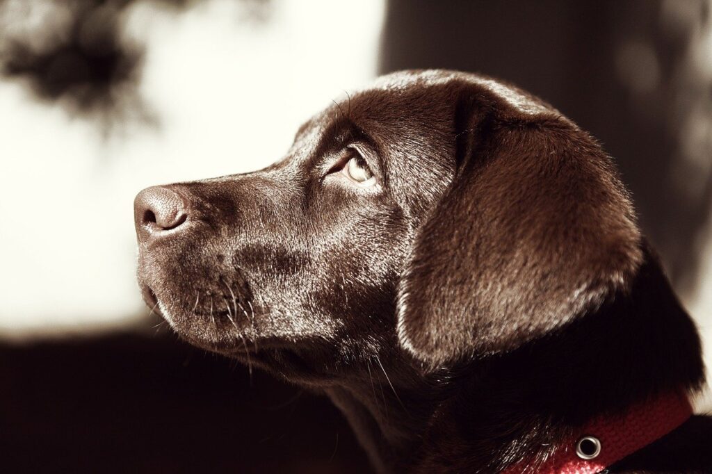 Chocolate Labrador puppy looking up.