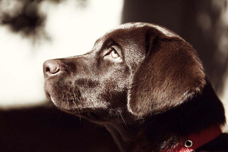 5 Key Steps to Choosing an Amazing Labrador Puppy