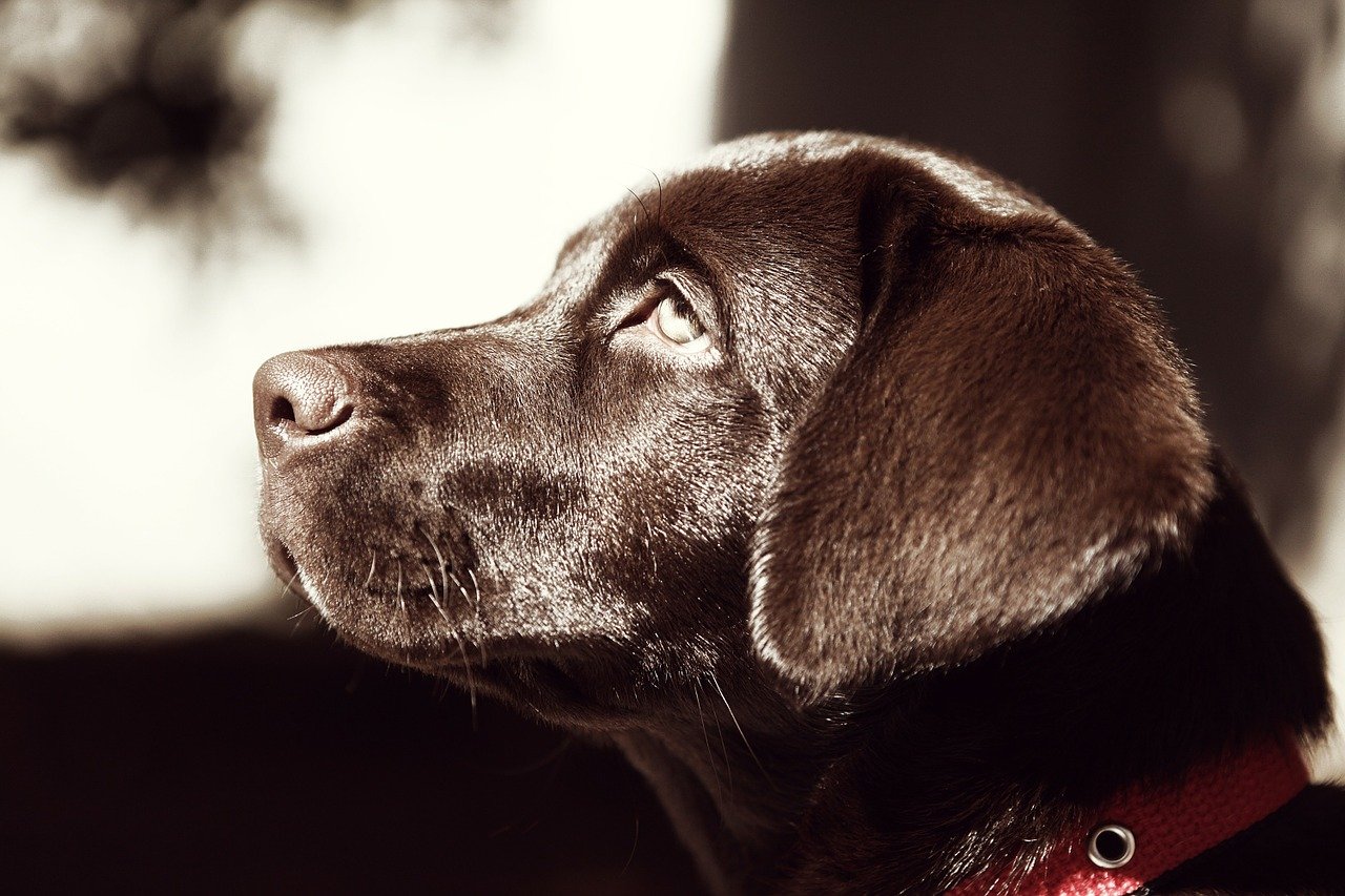 Chocolate Labrador puppy looking to the side.