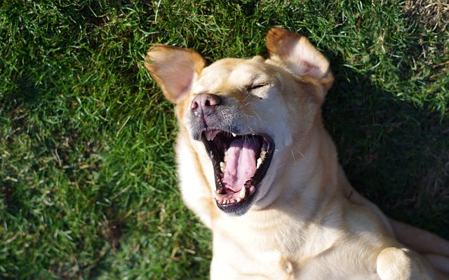 Yellow Labrador Retriever lying on its back in the grass with its mouth open recovering from Dog Zoomies.