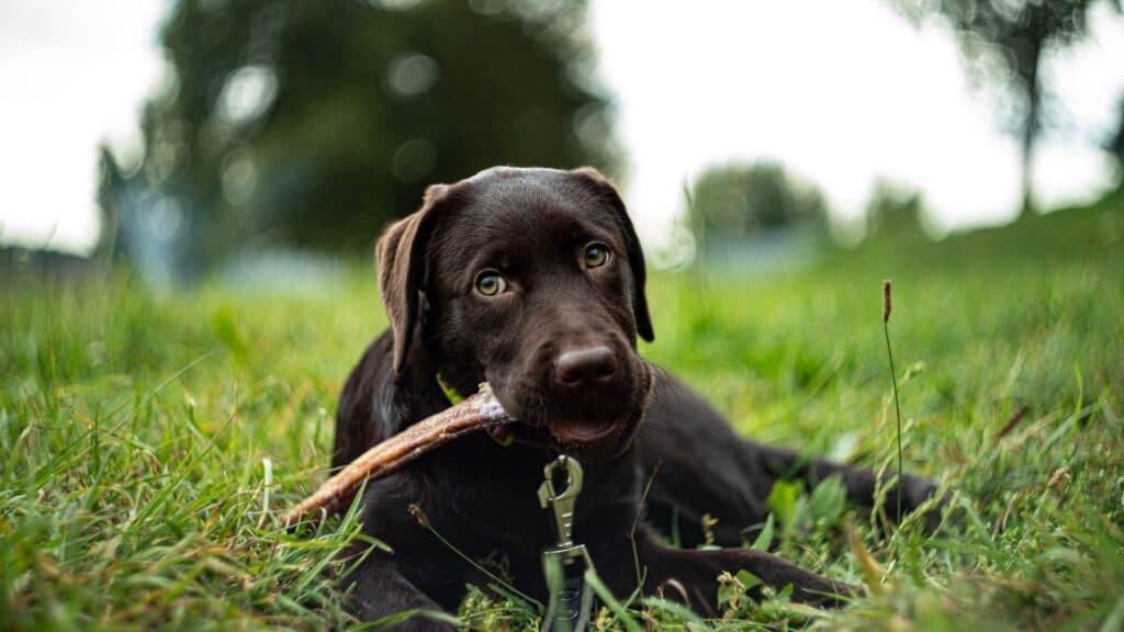 Chocolate Labrador Retriever puppy lying in the grass chewing on a stick.