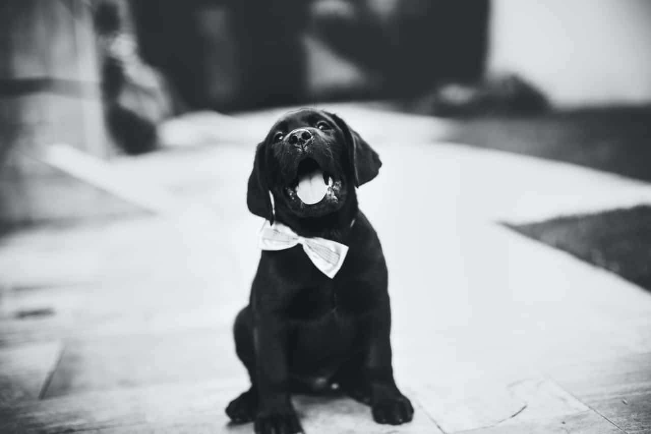 Black Labrador puppy sitting down looking up wearing a bow.