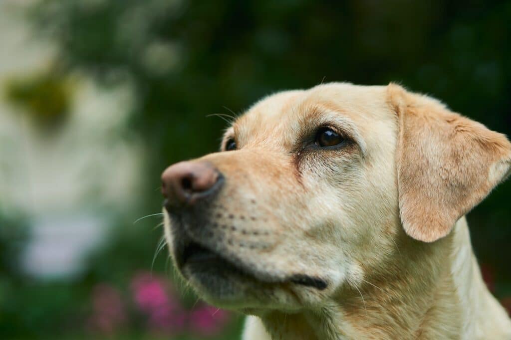 Yellow Labrador Retriever looking off to the side.