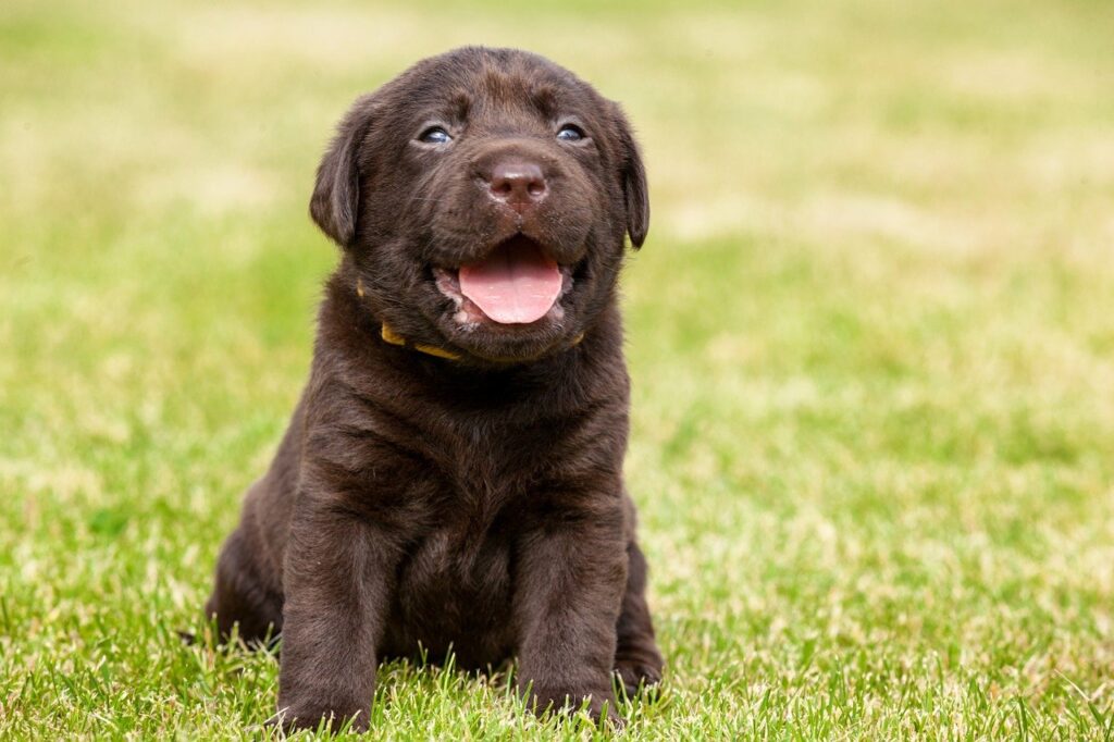Small chocolate Labrador puppy sitting in the grass with its mouth open looking happy.