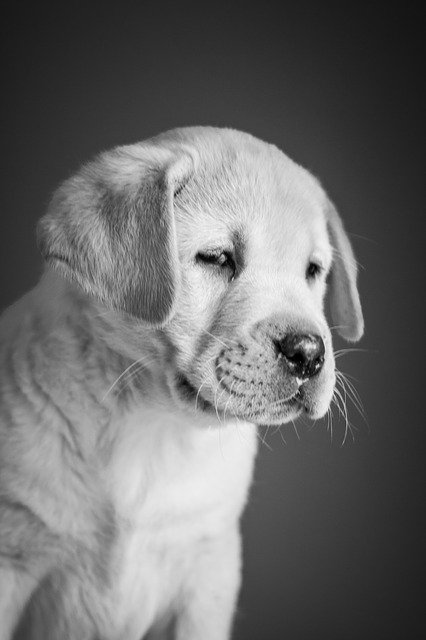 Black and white photo of a yellow Labrador Retriever puppy looking off to the side.