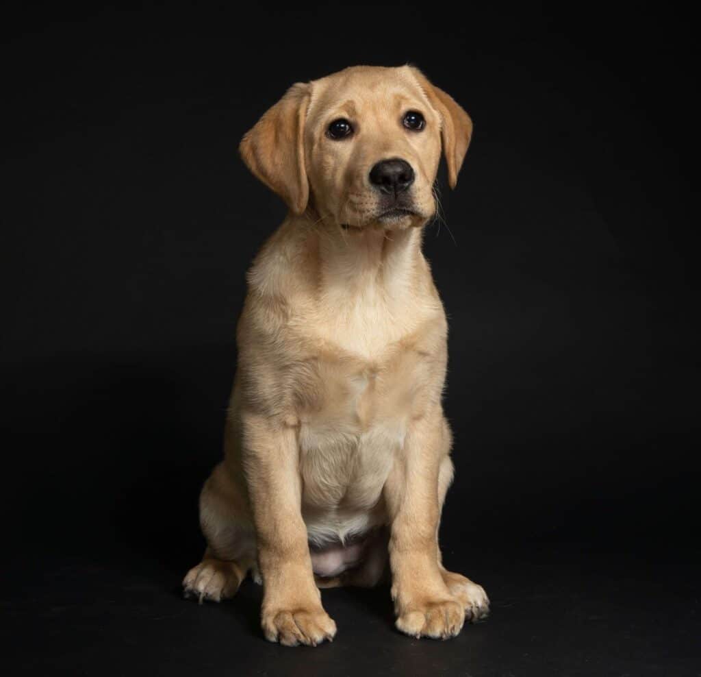 Yellow Lab puppy sitting down in a studio with a black background.