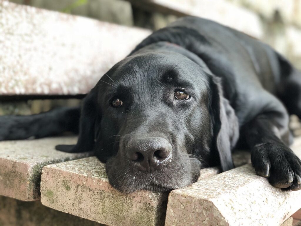 Black Lab lying down on bench looking tired. Fatigue is a common symptom of heartworm in dogs.