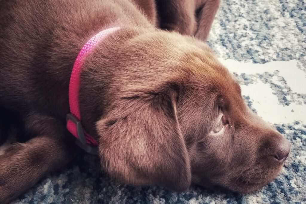 Chocolate Labrador puppy with a pink collar lying down.