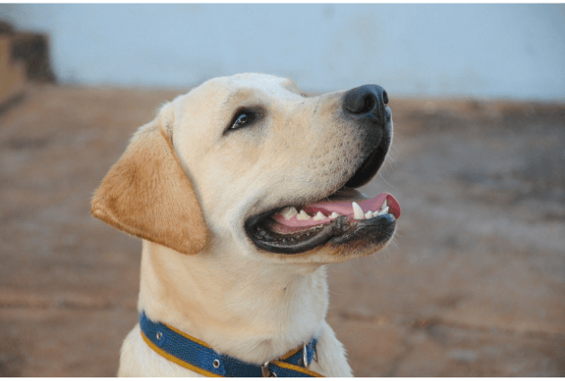 Yellow Labrador sitting outside looking happy with its mouth open.