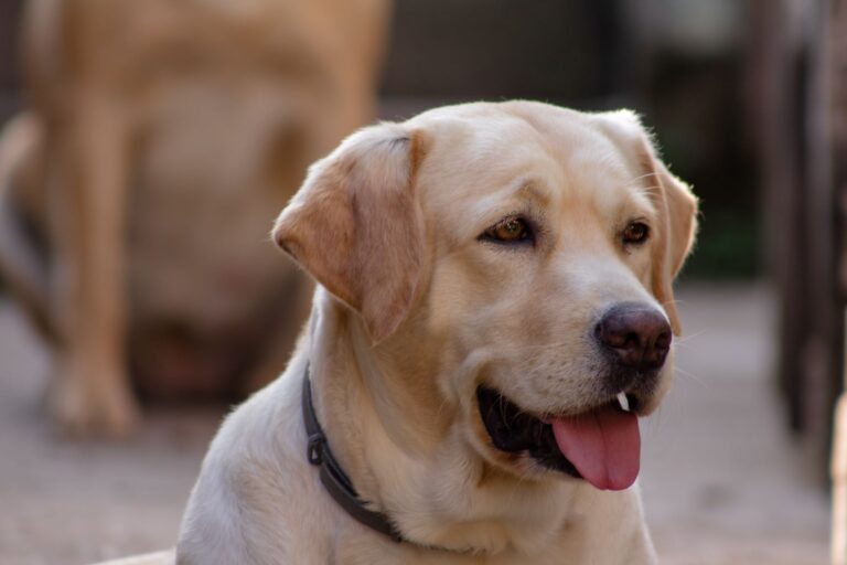4 Reasons Why Labs Are the Most Popular Dogs
