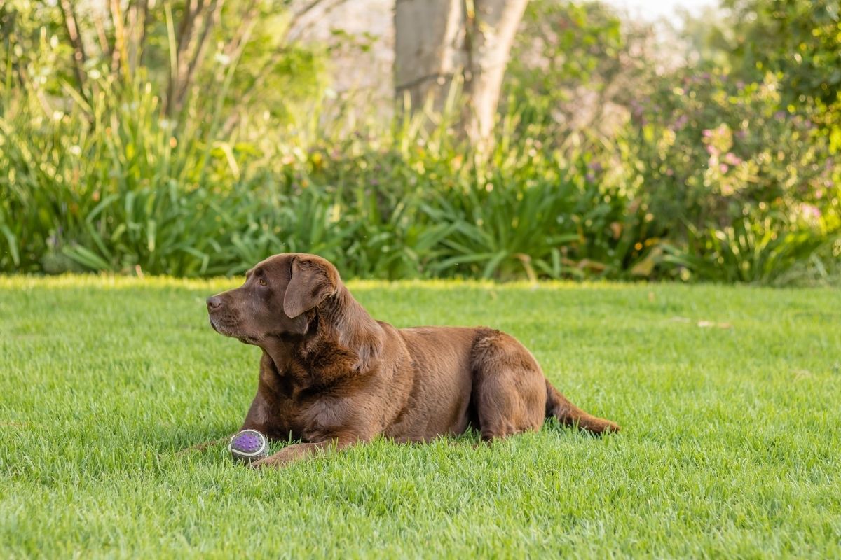Big chocolate Labrador lying in the grass, for FAQ about Labradors.