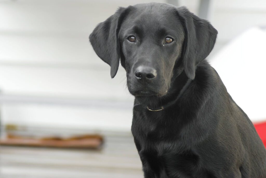 Black Labrador Retriever sitting down looking focused showing why Labs are the most popular dogs. 