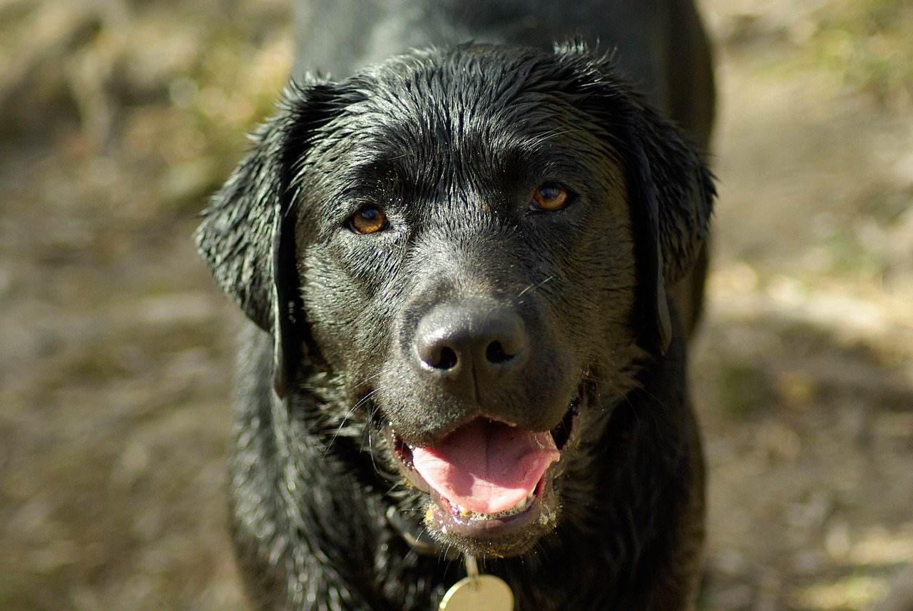 Black Labrador all wet and looking very happy but shedding hair.