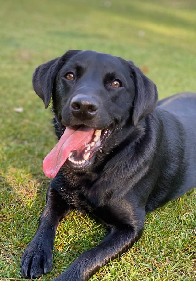Black Lab looking excited lying in the grass with its tongue out.