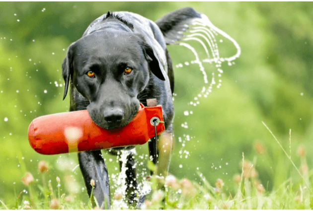  Black Lab carrying a red retrieving toy through a field.