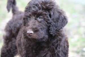 Photo of black Labradoodle outside showing F1 Labradoodle.