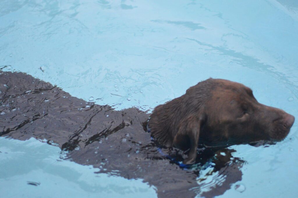 Chocolate Labrador swimming in a pool, do Labradors like to swim.
