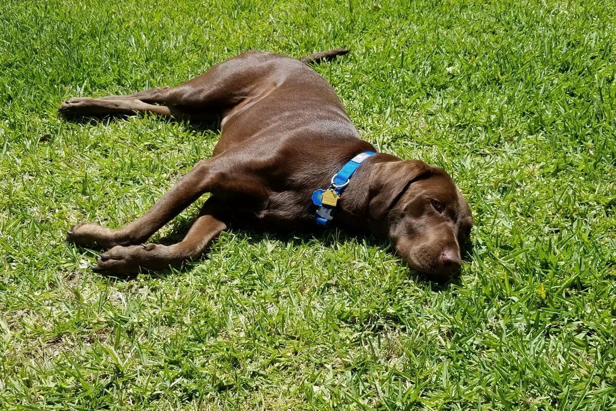 Chocolate Lab lying down acting weirdly in the grass.