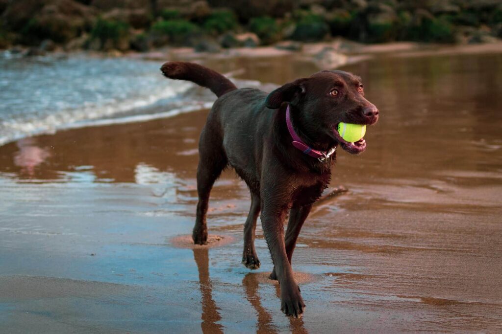 Chocolate Lab running on the beach with a ball.