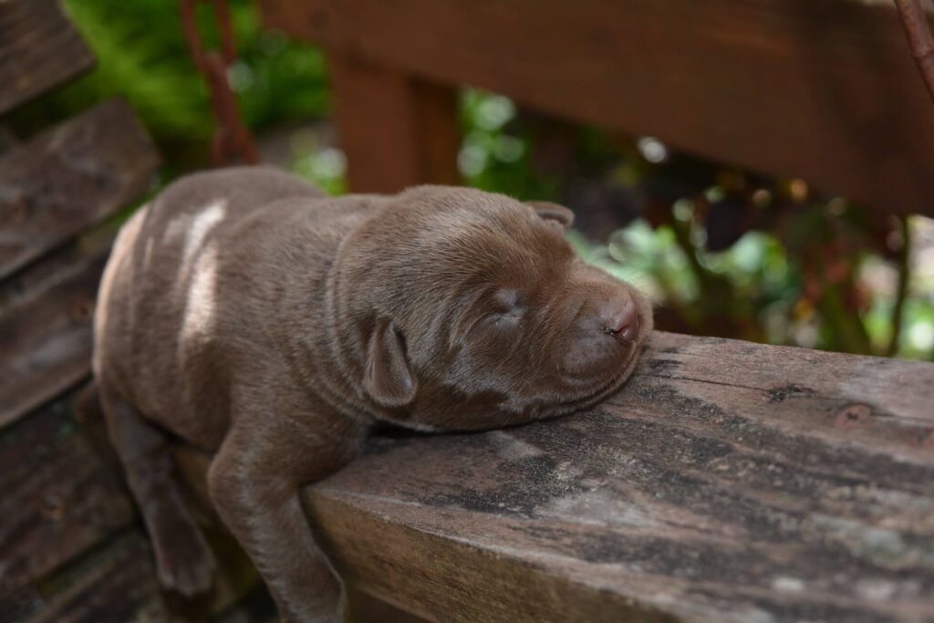 Chocolate Lab puppy asleep outside in the shade.