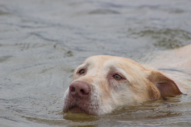 Dudley Labrador swimming.
