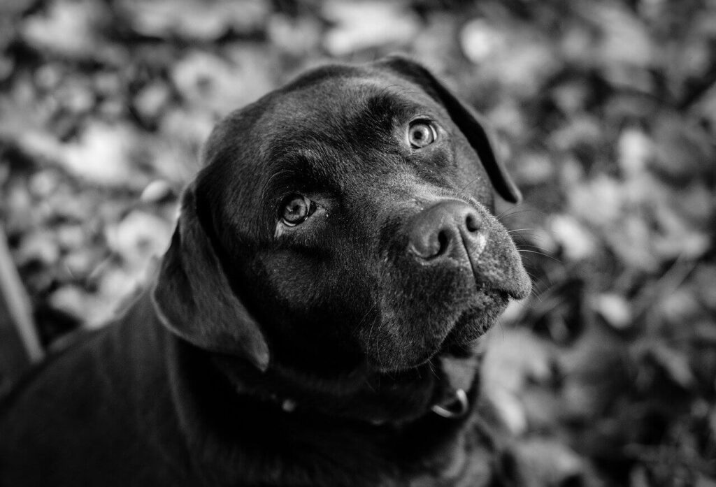 Black and white photo of Labrador sitting down outside.