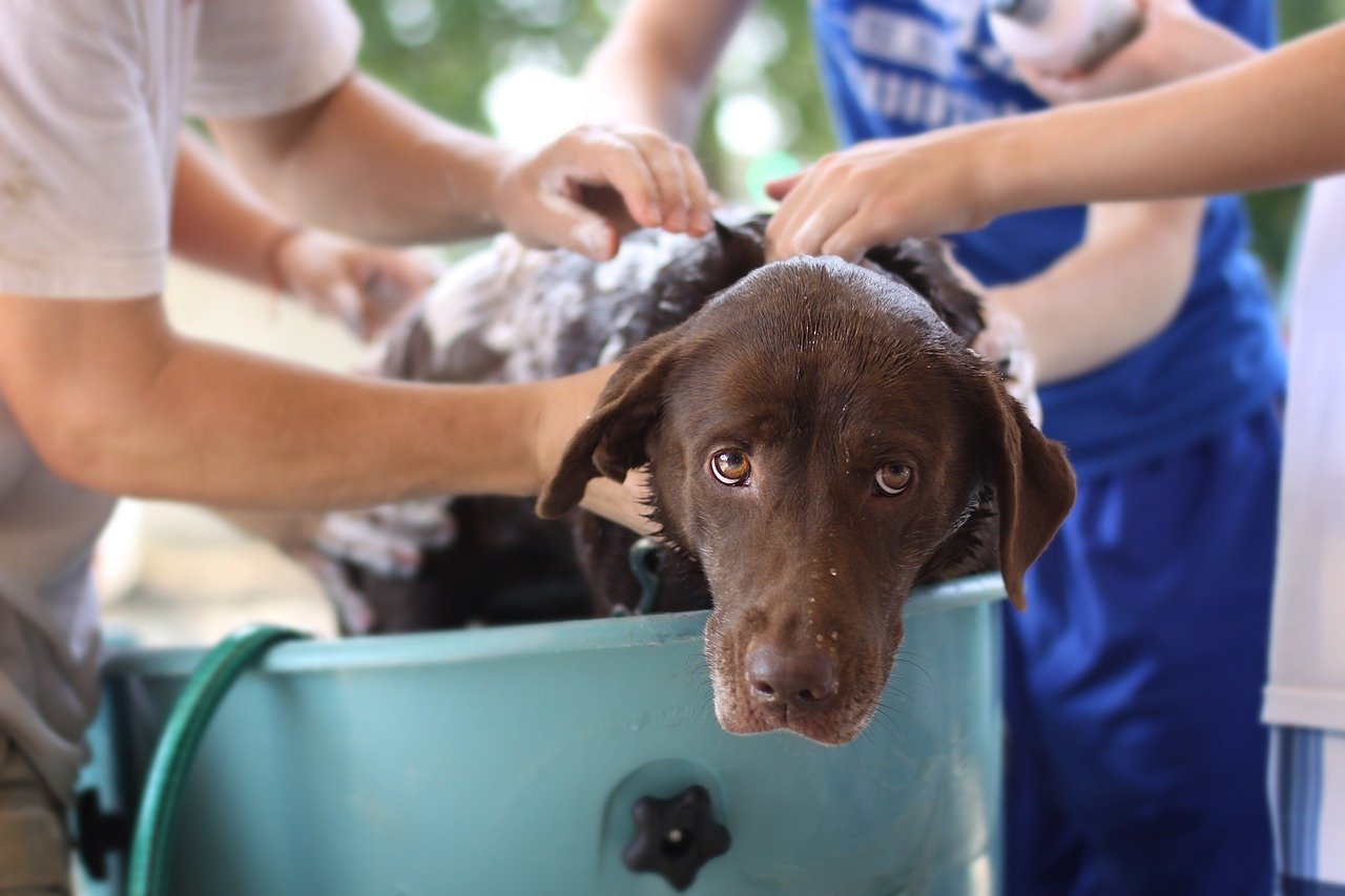 Chocolate Labrador outside getting a bath to show how often should I bathe my Lab.
