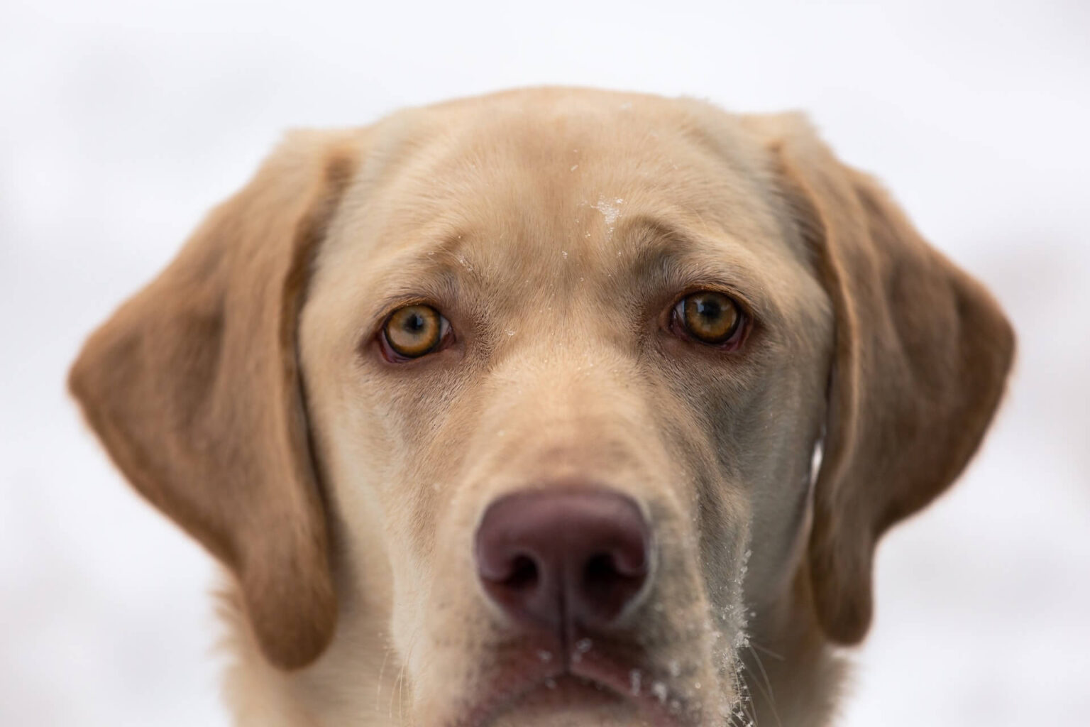 White Labradors Guide to the White Lab Labrador Wise