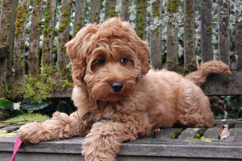 Golden Labradoodle puppy sitting on a park bench, F1 Labradoodle.