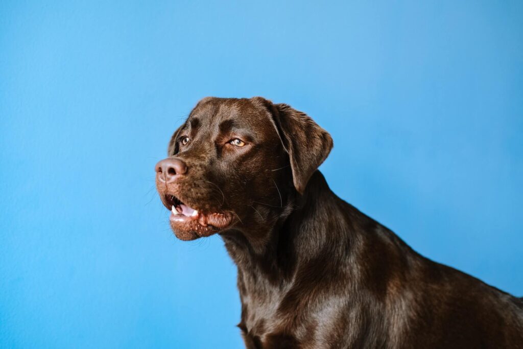 Chocolate Lab against a blue background looking excited.