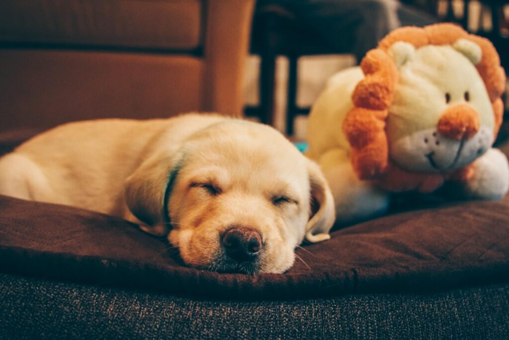 Yellow Lab puppy sleeping on a bed.