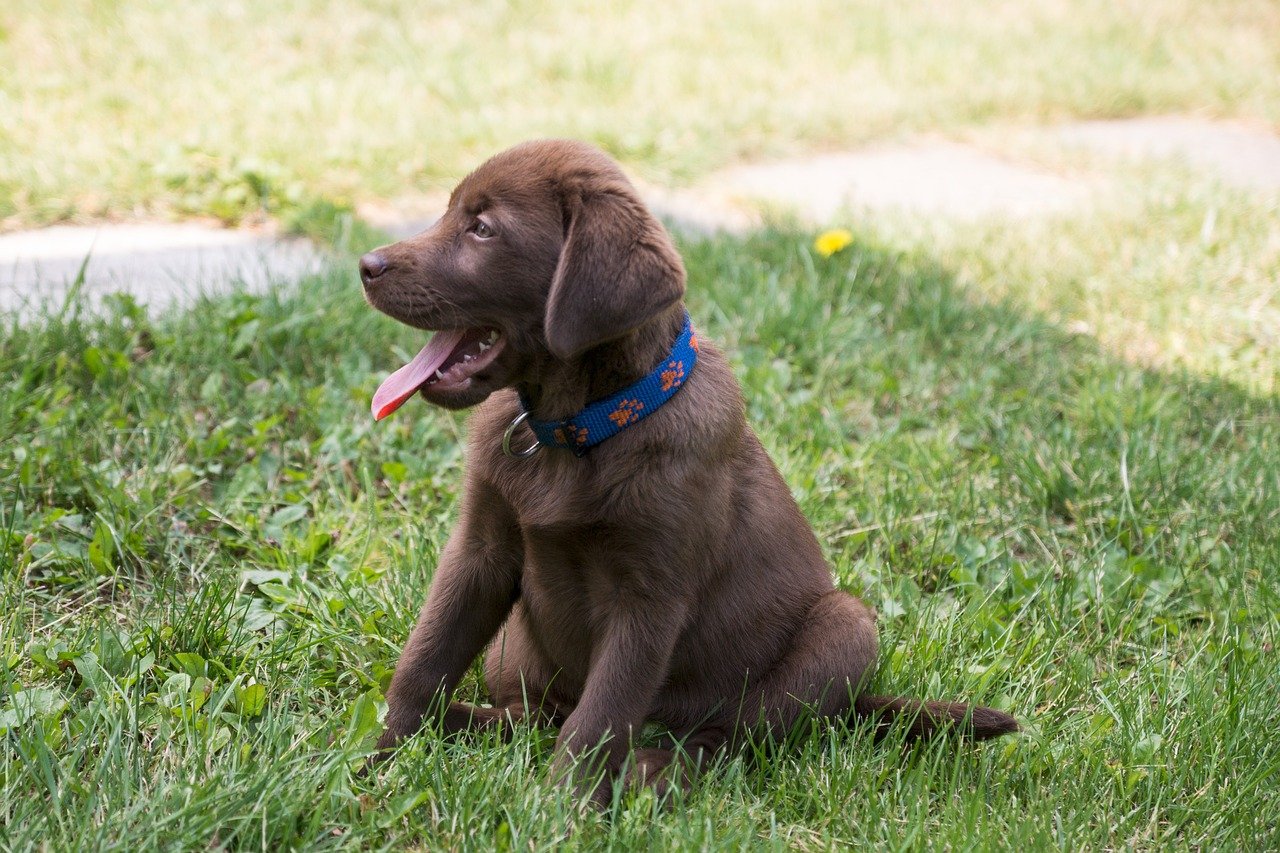 Chocolate Labrador puppy sitting in the grass.