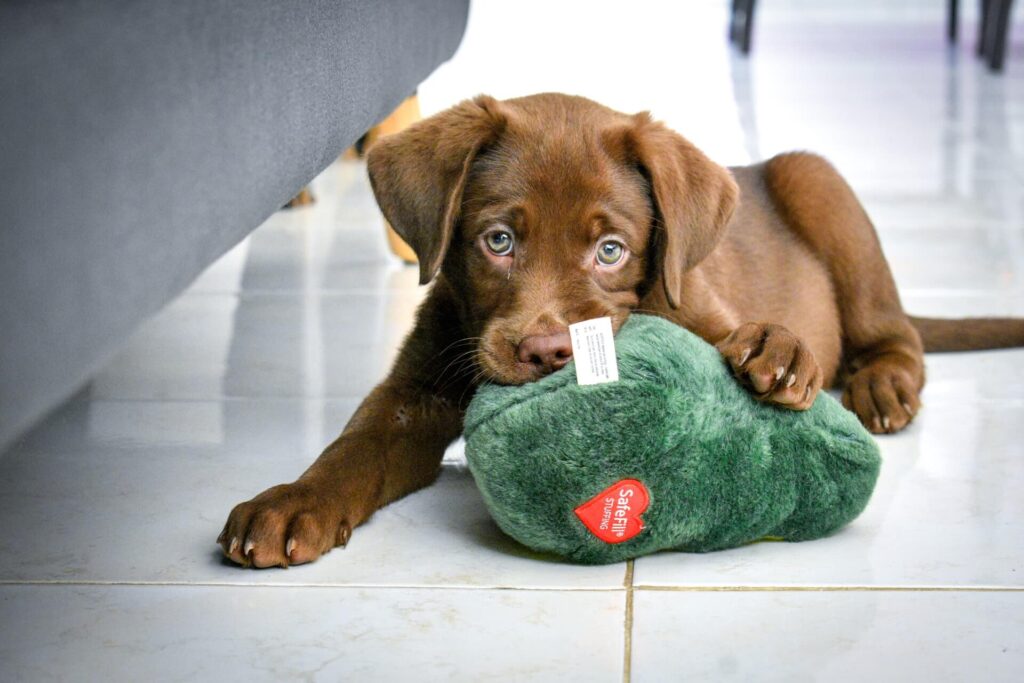 Labrador puppy chewing on a toy. Reminder of things to do before you bring home your new puppy.