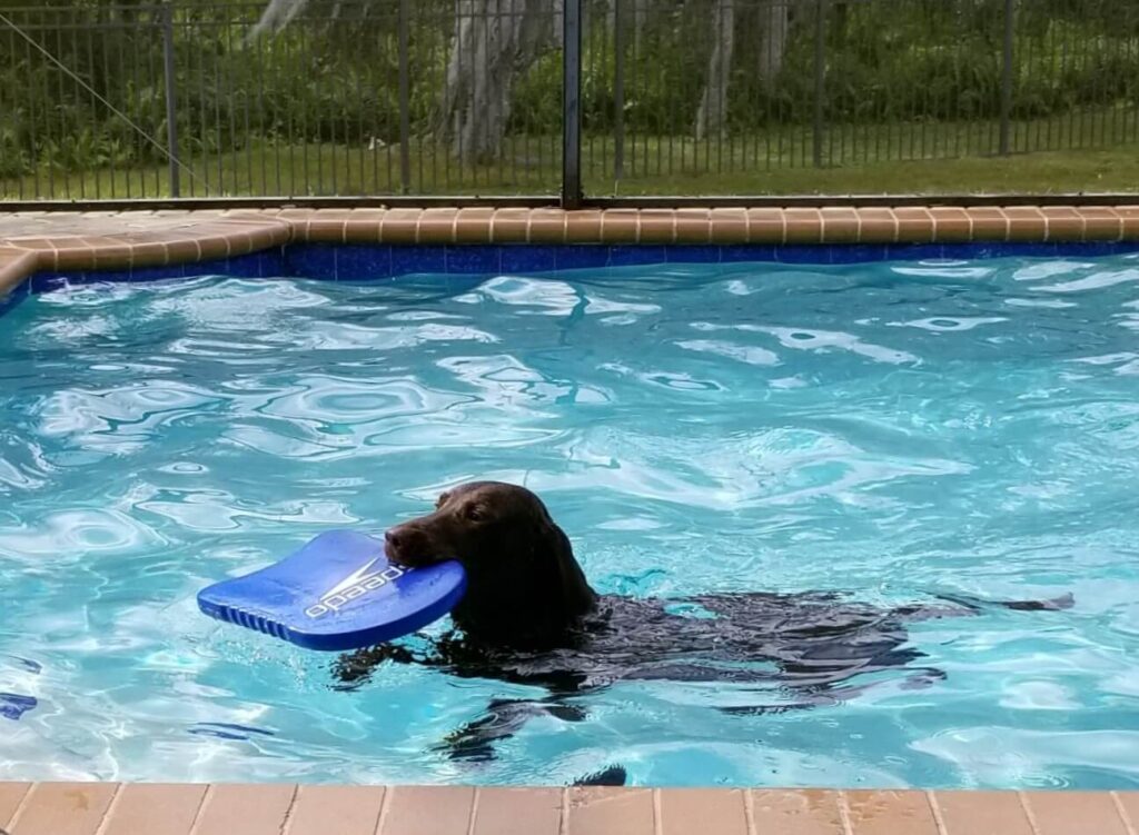 Chocolate Labrador swimming in the pool carrying a kickboard in his mouth.