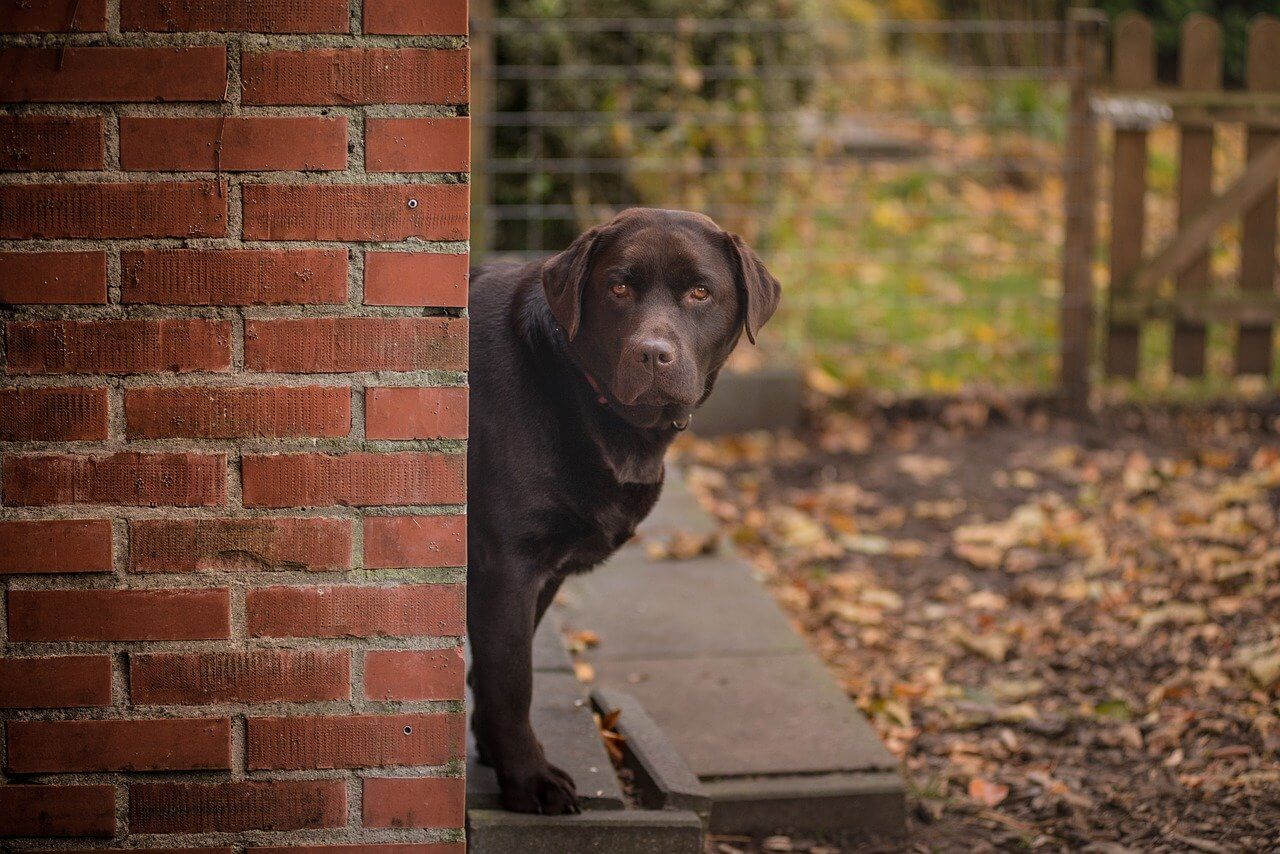 Chocolate Labrador outside looking suspiciously around the corner.