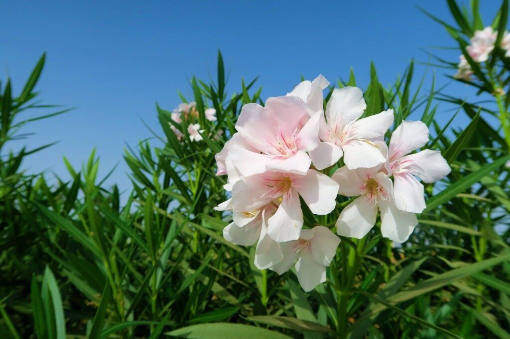 Picture of oleander plant that is harmful to dogs. 