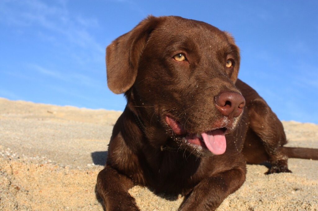 Chocolate Labrador lying in the sand, how long do Labs live?