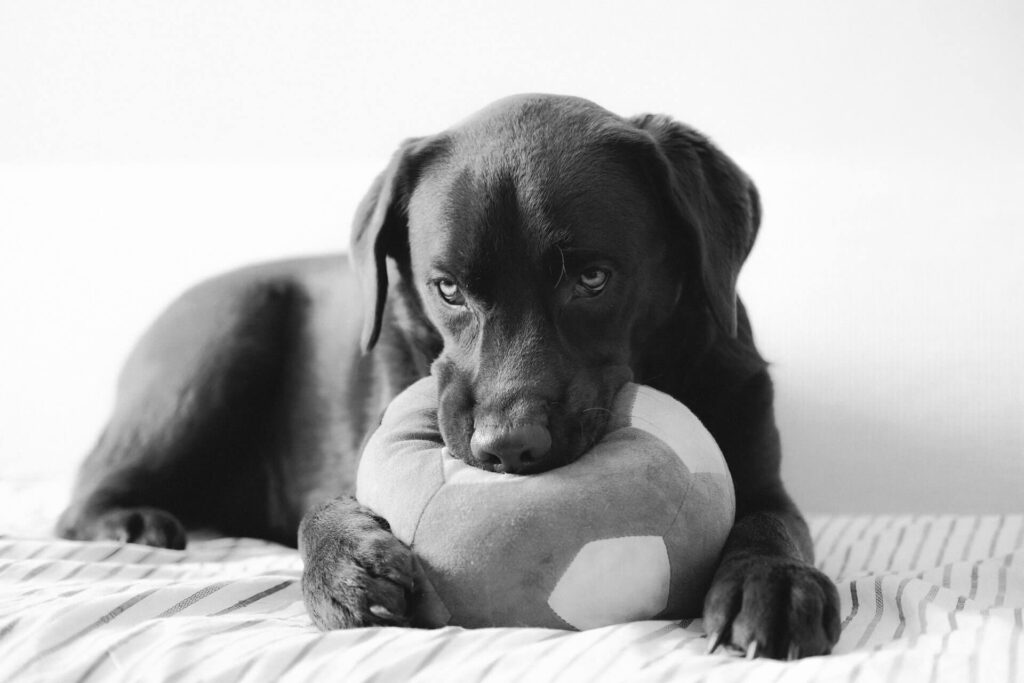 Black and white photo of Labrador puppy on bed with a toy.
