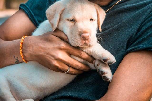Dudley Lab puppy being held by a person.