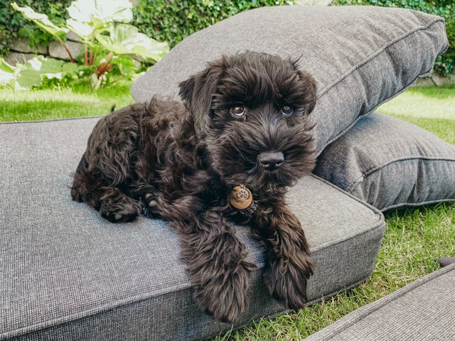 Schnauzer puppy lying outside on some cushions in the grass.