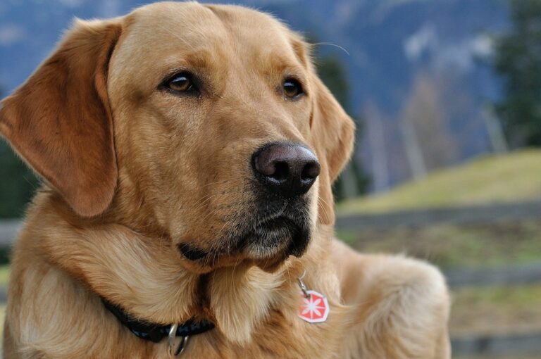 Are Labradors Hypoallergenic? A Clear Guide to Hypoallergenic Dog Breeds